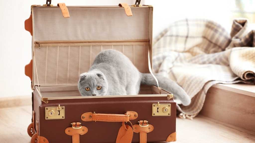 How Not to Lose Your Cat - Cat in a Suitcase