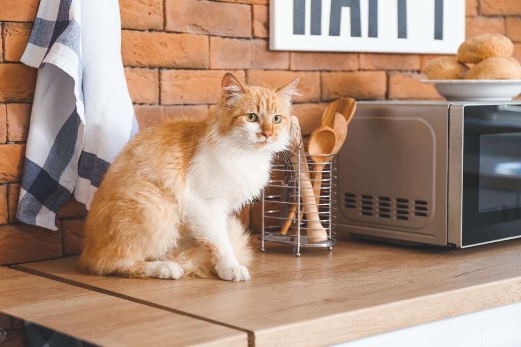 Common Homemade Cat Food Mistakes