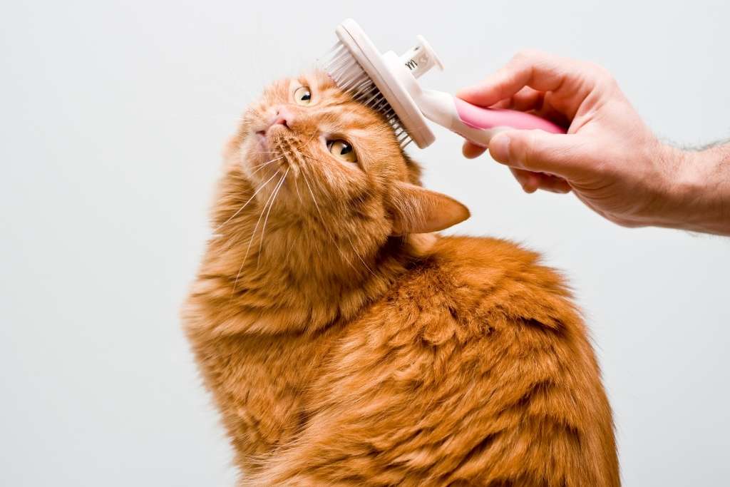 5 Cat Grooming Tips for Nervous Cats