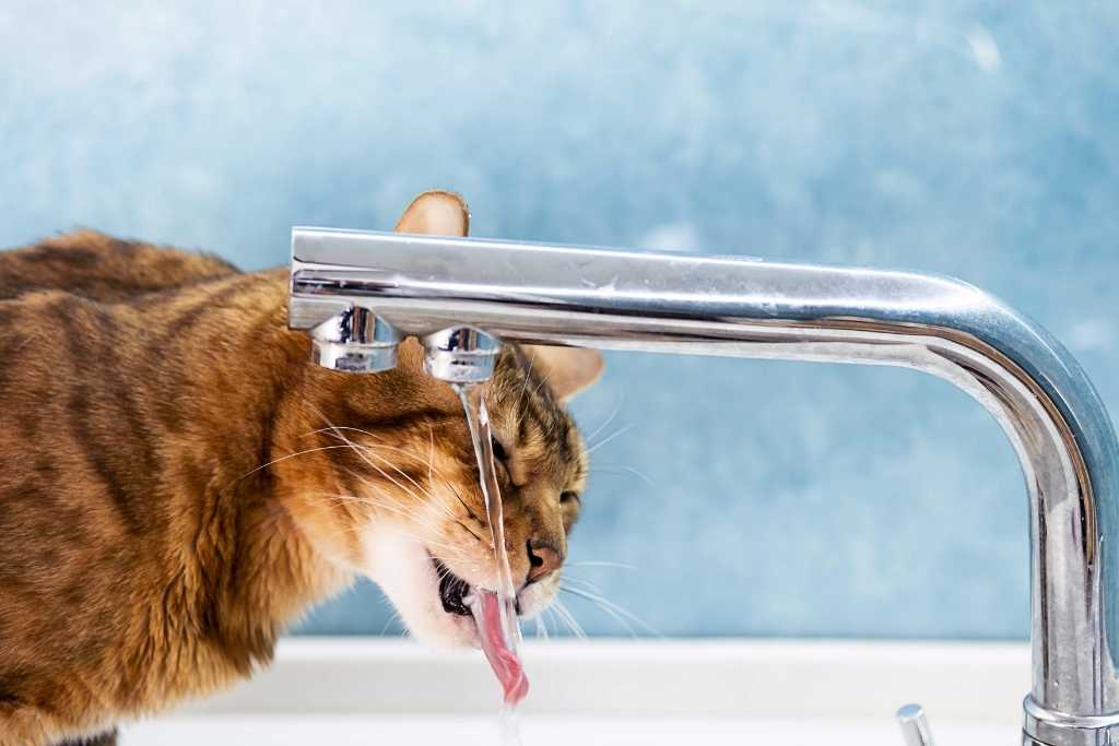 How Much Water Does a Cat Need?