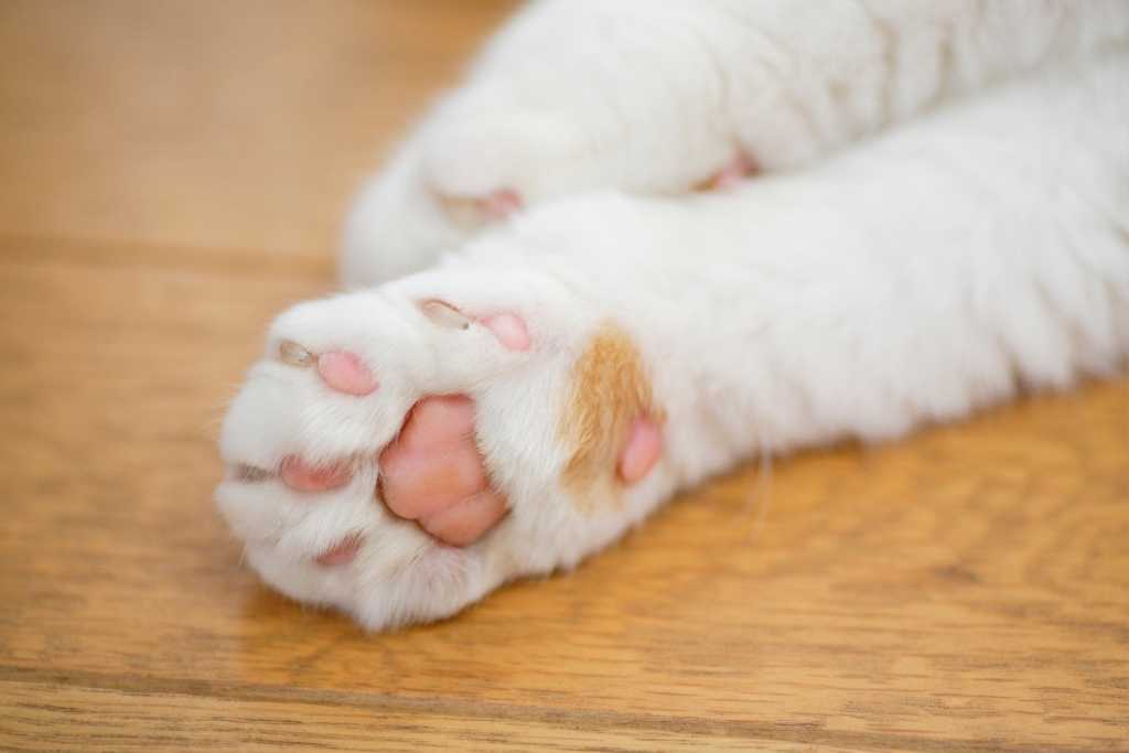 How Dirty Are Your Cat's Paws?