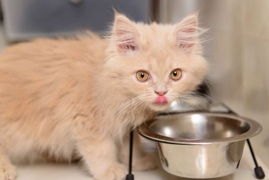 What To Feed Your Kitten in The First Year