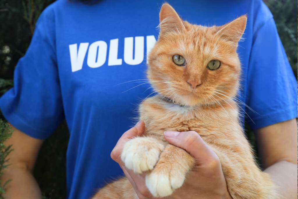 Adopt or Shop for a Pet Cat