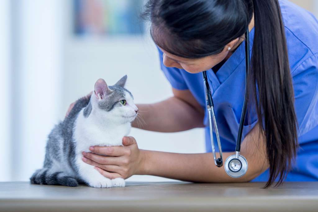 Basic First Aid for Cat Owners