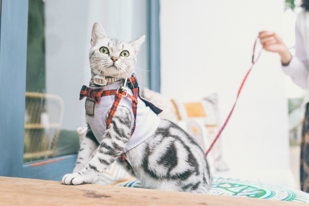 Five Tips for Training your Cat