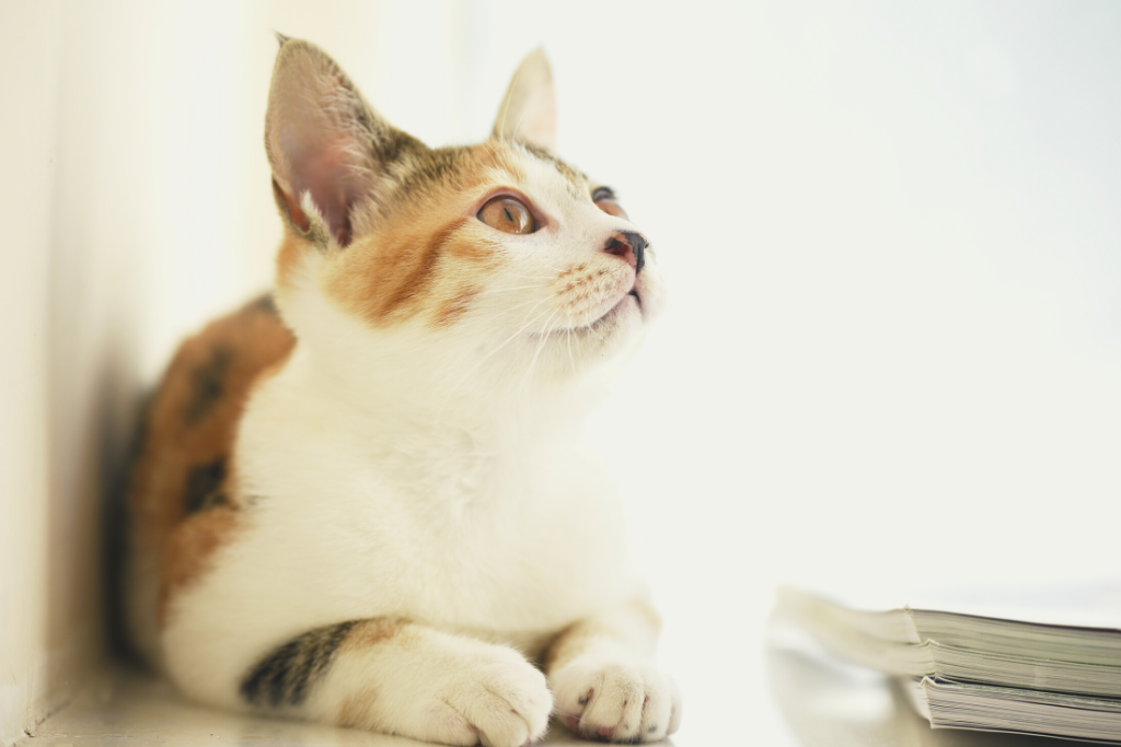 The History of Domestic Cats and How it Affects Your Cat!