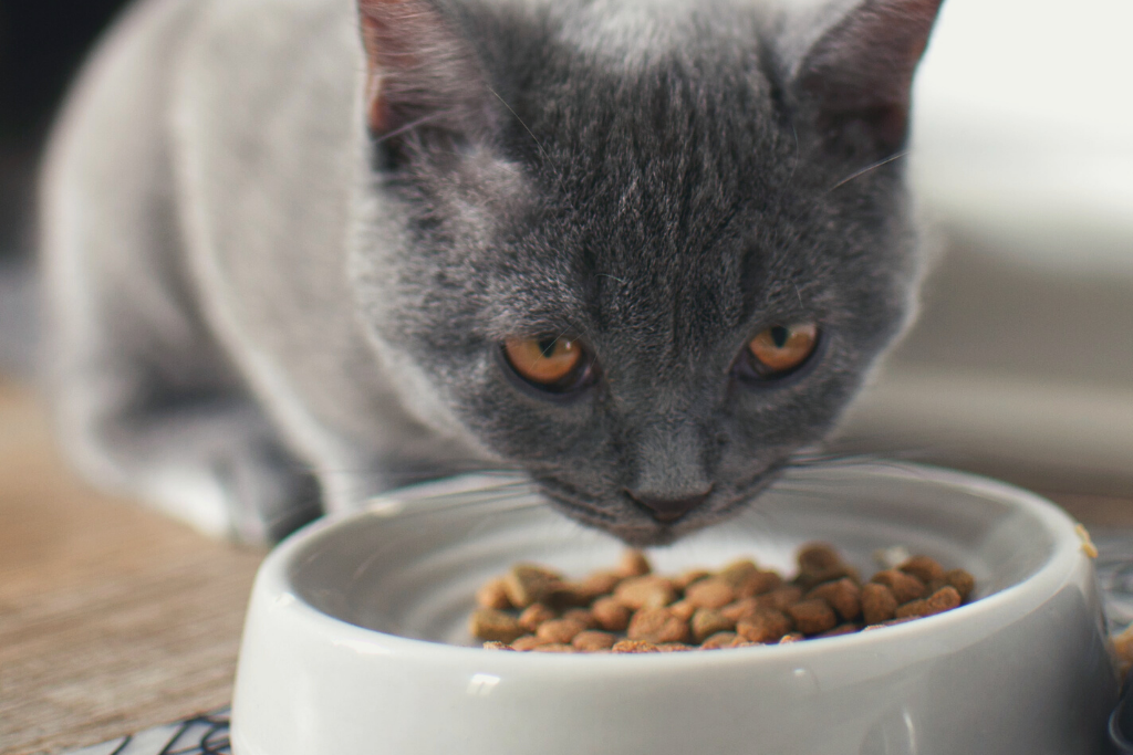 How To Switch Your Cat’s Diet