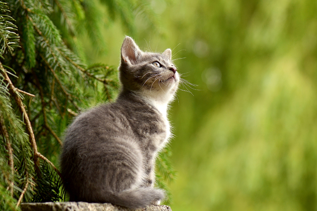 Green is the New Cat: 6 Tips for Eco-friendly Cat Ownership
