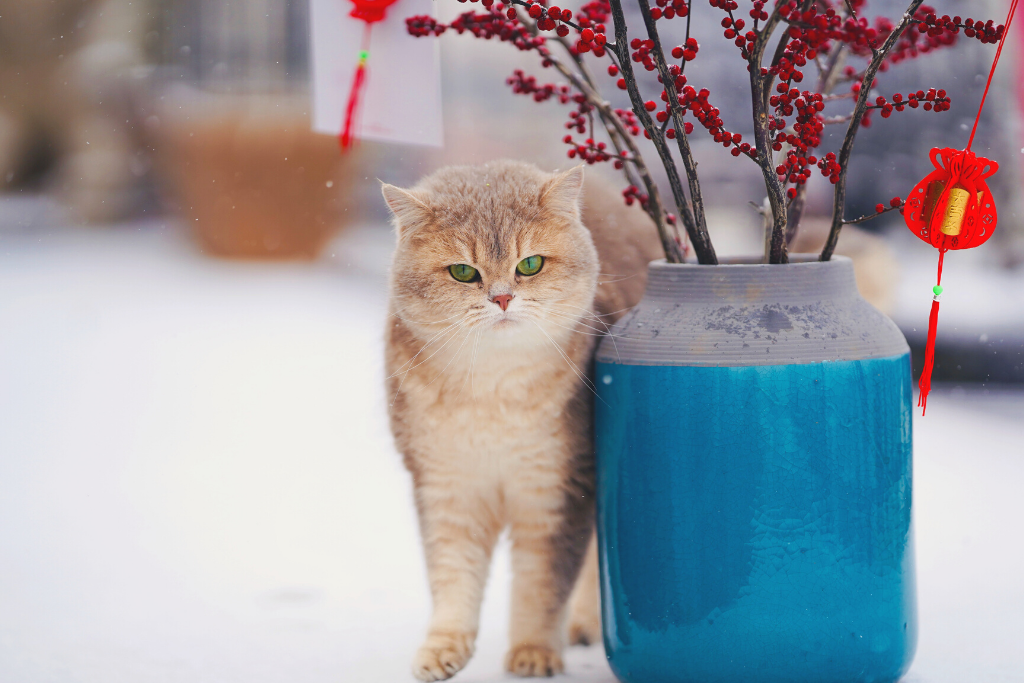 Finding the Perfect Eco-Friendly Cat Litter