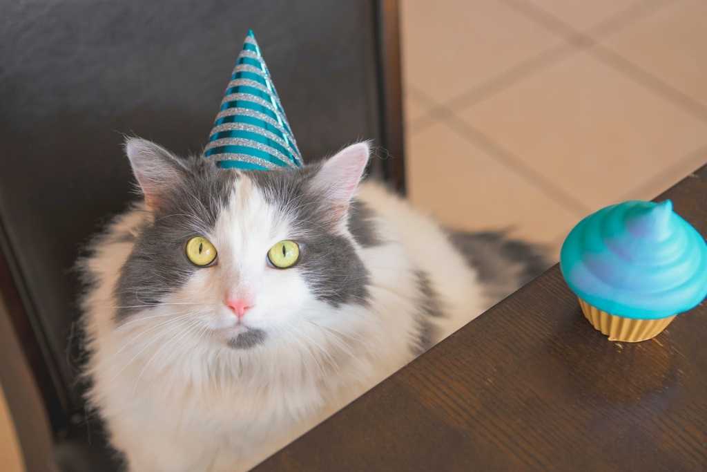 How to Find Your Cat's True Age