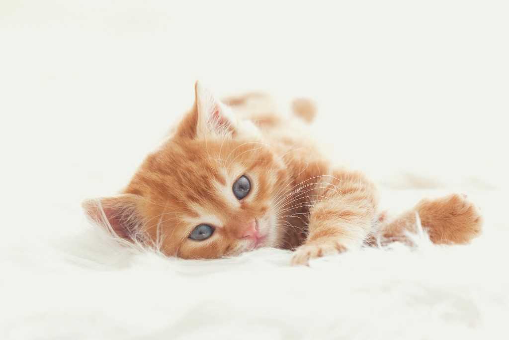 Want to Foster Cats? Here’s How!
