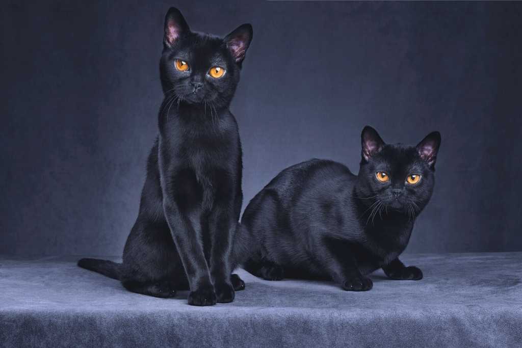 Celebrating Black Cats this October!