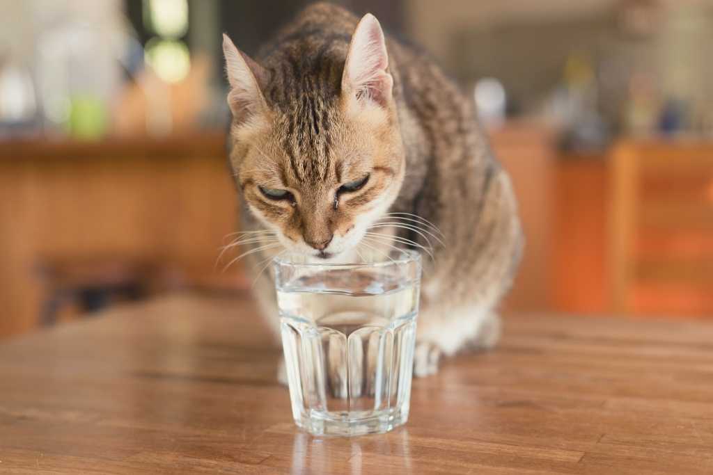 Cat Dehydration 101: Symptoms, Prevention and Treatment