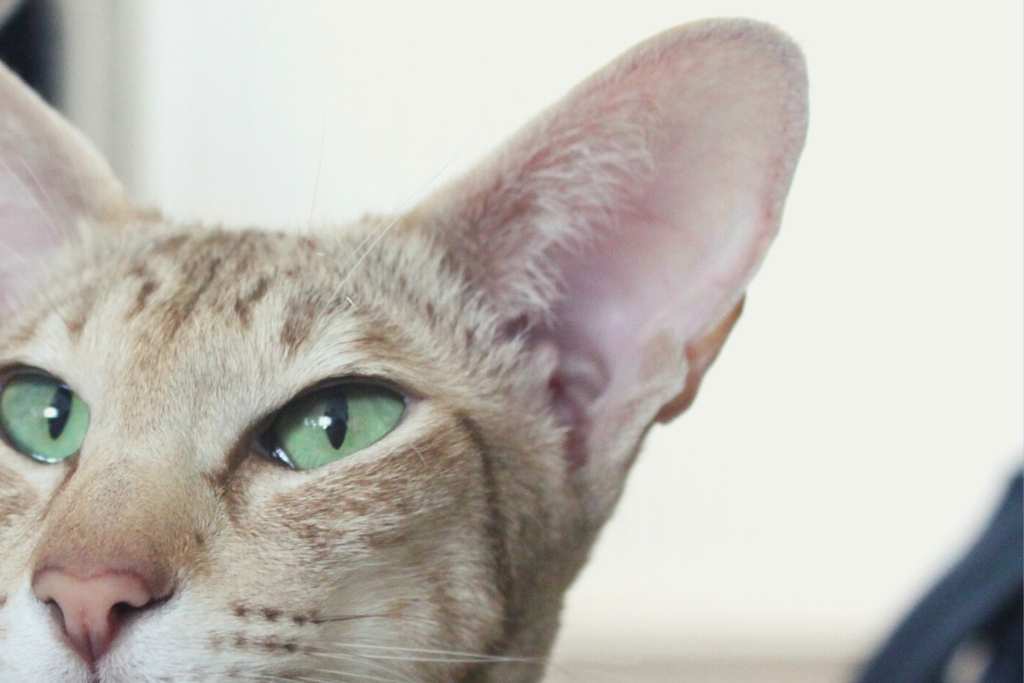 Ear Infections in Cats