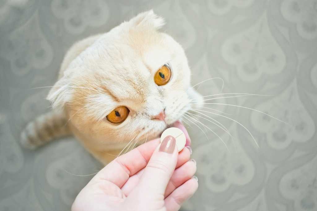 Medicating your cats doesn't have to be a hard pill to swallow!