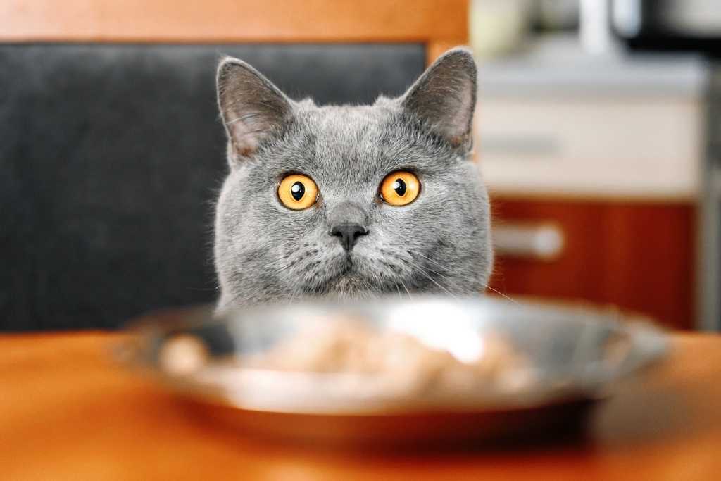 Singapore's Best Cat Food Guide for 2022
