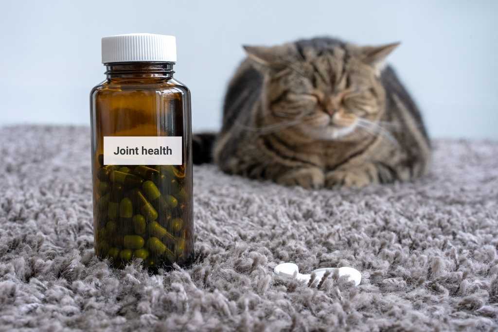 Give your kitty a boost with supplements!
