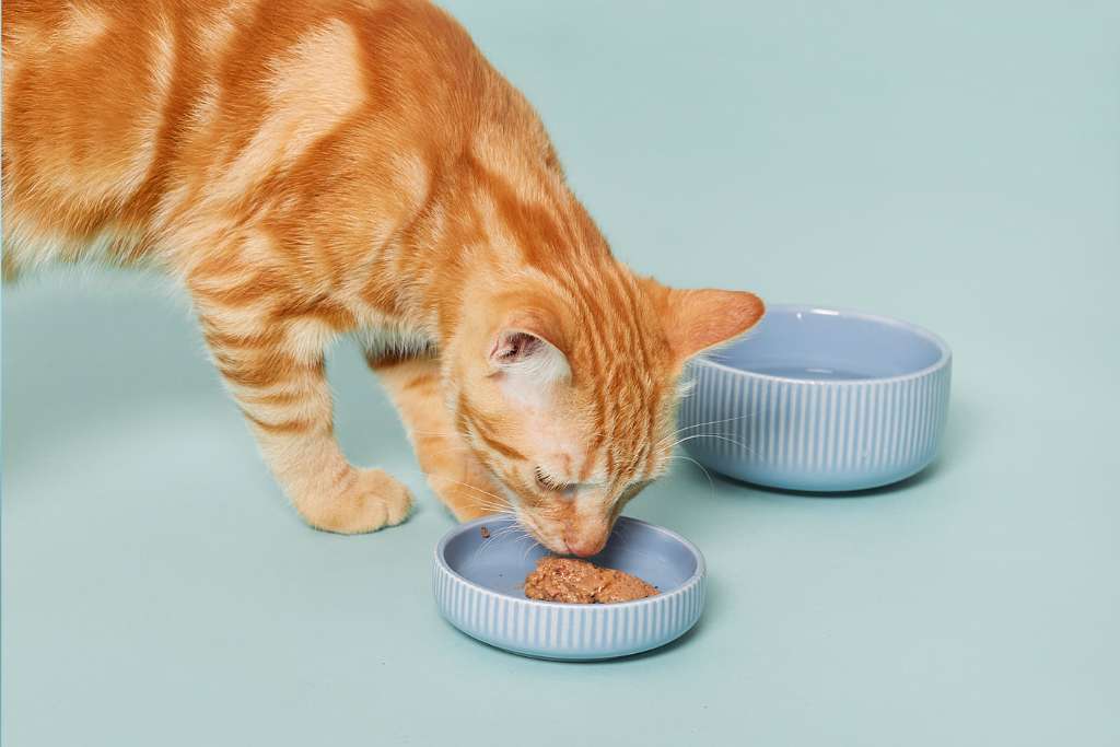 Cat Food Ingredients To Avoid