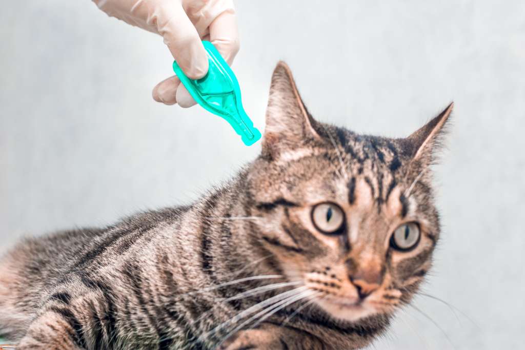 Do Indoor Cats Need Fleas & Tick Prevention?