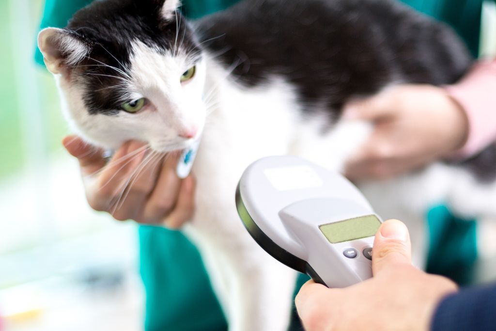 Everything You Need to Know About Microchipping
