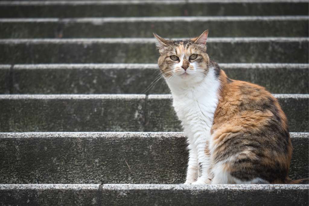 How to Earn the Trust of a Stray Cat