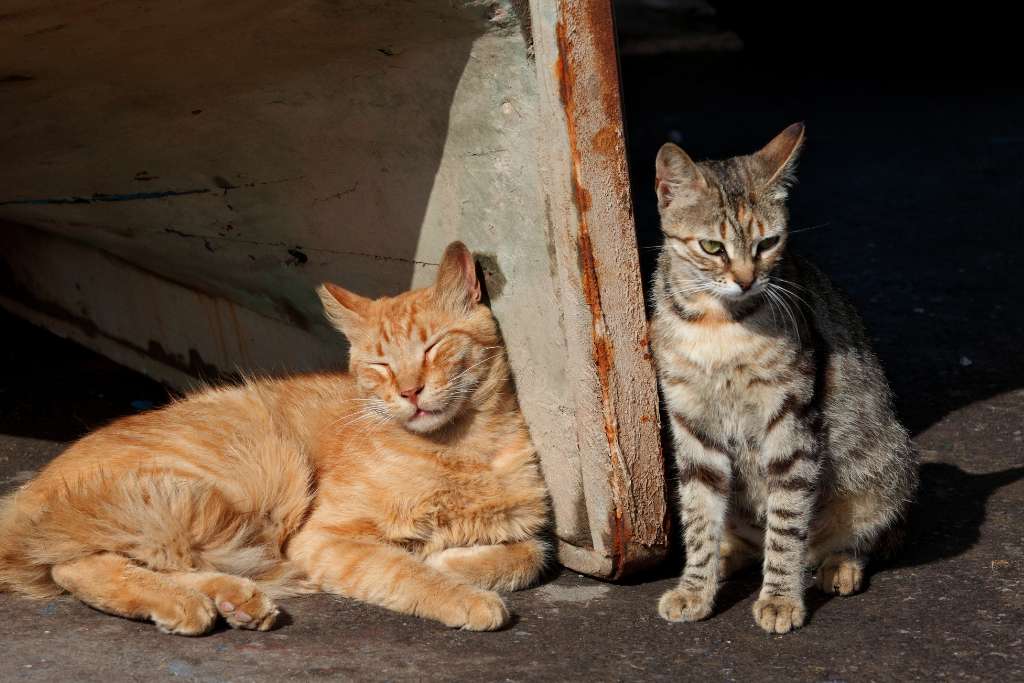 Stray Cats: Their Impact on A Community