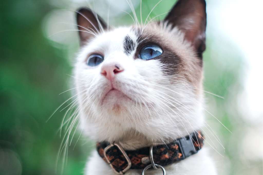 Guide to The Best Cat Collar
