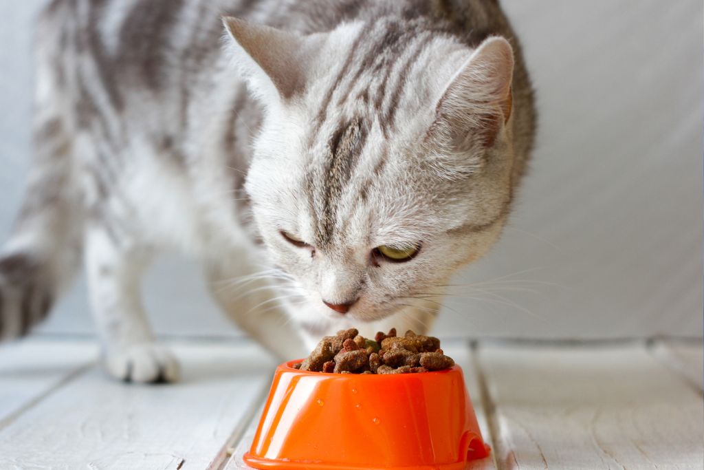 How To Safely Store Cat Food