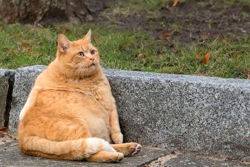 Is Your Cat Overweight, Underweight, or Just Right?