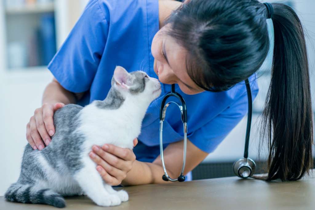 Keeping Up With Cat Vet Visits
