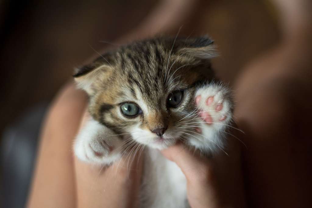 Kitten Development Milestones