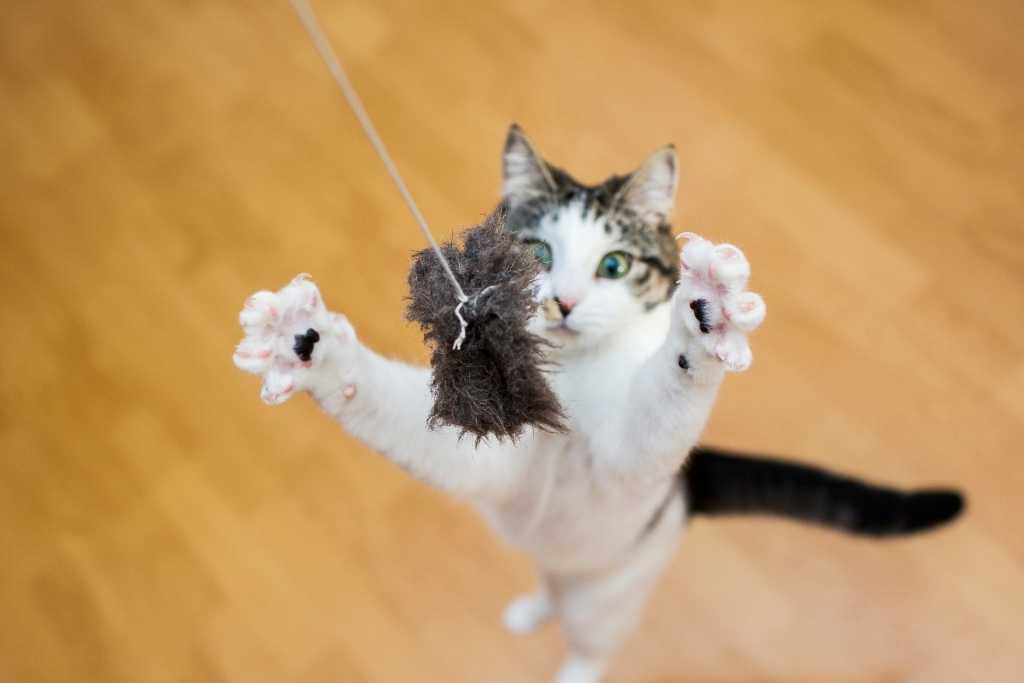 Find the Right Cat Toy - 2022 Guide