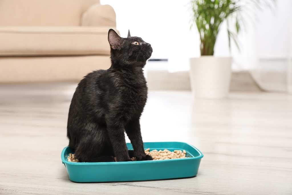 Best Cat Litter Boxes for Busy Pawrents