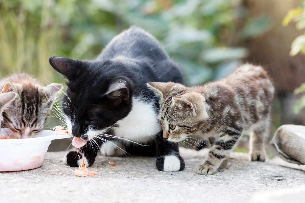 How To Live with Your Neighbourhood Cats