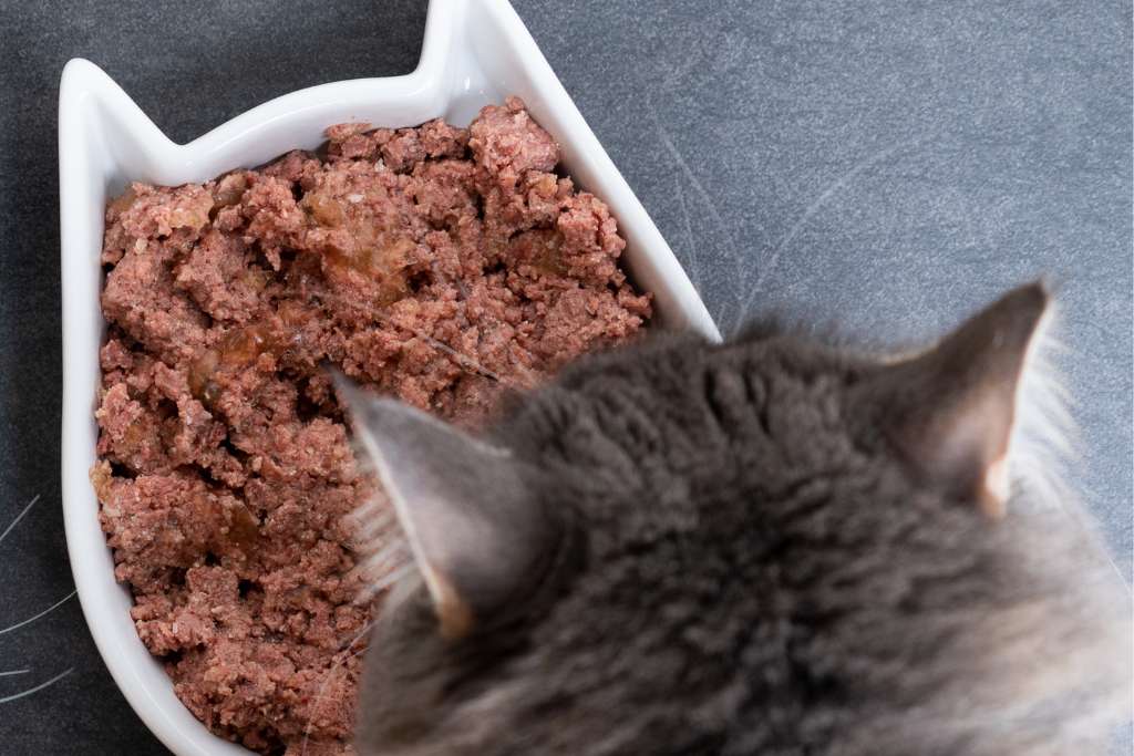 Should You Feed Your Cat a Raw Diet?