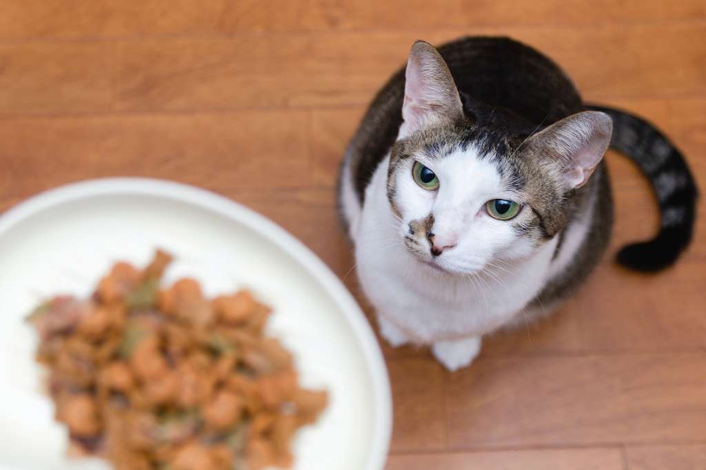 When Should I Change My Cat's Diet?