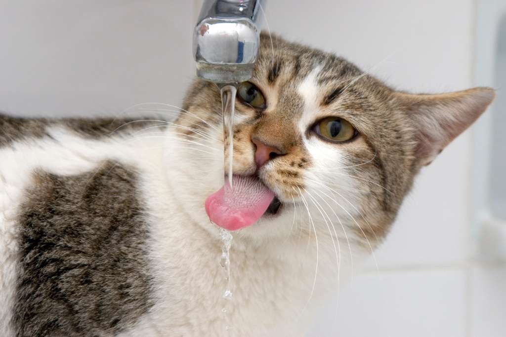 Why Is My Cat So Thirsty?