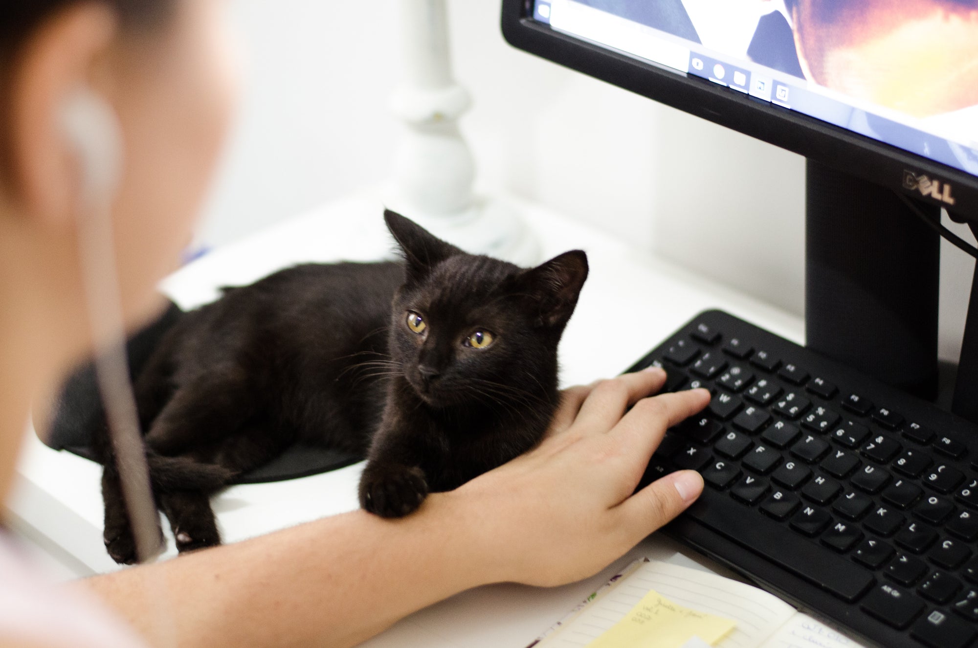 Kitty Coworkers 101: 5 Tips for Working From Home with Cats