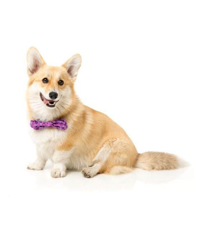 FuzzYard Purple Bowtie For Cats & Dogs